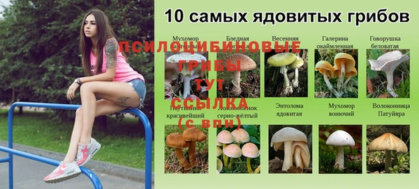 стафф Богданович